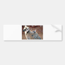 Ringtail Lemur And Baby Bumper Sticker
