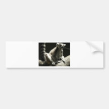 ringtail lemur bumper stickers