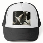ringtail lemur hats