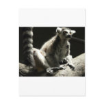ringtail lemur post cards