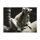 ringtail lemur post cards