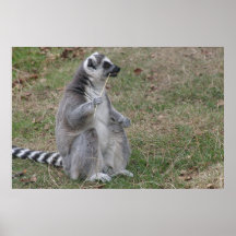 Ringtail Maki Print