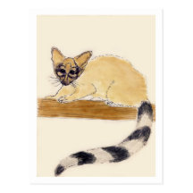 Ringtail Post Card