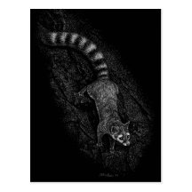 Ringtail Post Cards