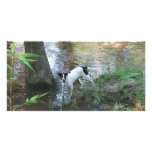Rio by the Tchefuncte photo cards
