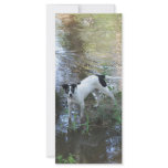 Rio by the Tchefuncte rack cards