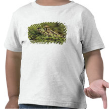 Rio Grande Leopard Frog, Rana berlandieri, Tees