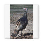 Rio Grande wild turkey, gobbler magnets