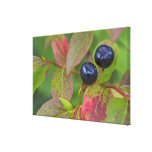 Ripe huckleberries in the Flathead National Canvas Print