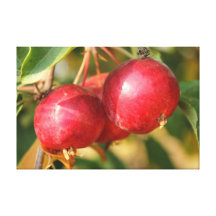Ripe Red Crabapples Canvas Print