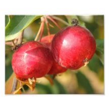 Ripe Red Crabapples Photo Print