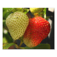 Ripe Strawberries Photo