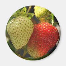 Ripe Strawberries Refrigerator Magnets