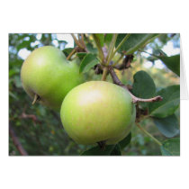 Ripening Apples