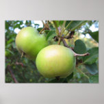 Ripening Apples posters