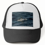 Risso's dolphin trucker hat