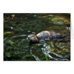 River Otter Cards