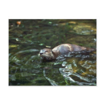 River Otter Post Cards