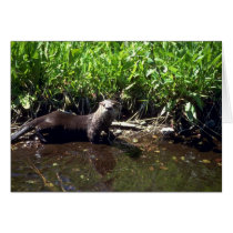 River Otter-summer Cards