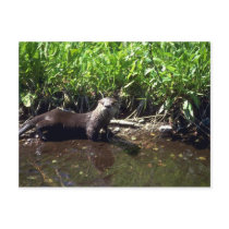 River Otter-summer Postcards