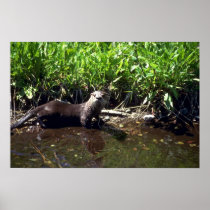 River Otter-summer Posters