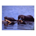 River Otters Wildlife Series # 15 Postcard