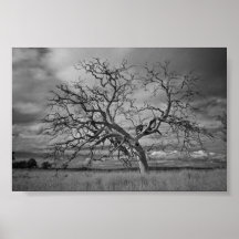 River Red Gum Poster
