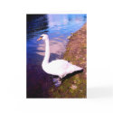 RIVER SWAN CARDS