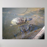 River Turtles Posters