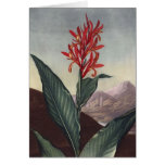 RJ Thornton - Indian Reed Canna cards