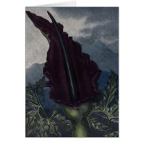 RJ Thornton - The Dragon Arum Cards