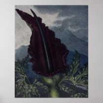 RJ Thornton - The Dragon Arum Print