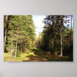 Road in forest posters