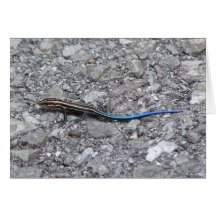 Road Skink Card