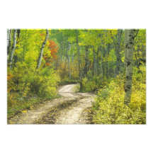 Road with autumn colours and aspens in Kebler Photo Art