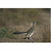 Roadrunner Acrylic Cut Outs