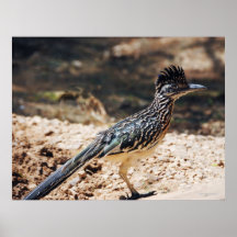 Roadrunner Print