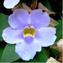Roadside flower, Placencia, Belise