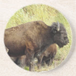 Roaming Buffalo Coaster