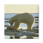 Roaming Polar Bear magnets