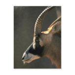 Roan Antelope, Left Profile Post Card