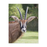 Roan Antelope Postcard
