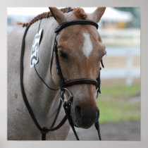 Roan Pony Poster