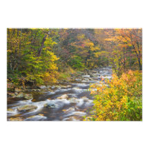Roaring Brook in fall in Vermont's Green Art Photo