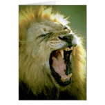 Roaring Lion Greeting Cards