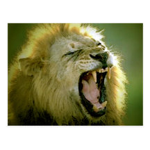 Roaring Lion Postcards