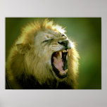 Roaring Lion Poster Print