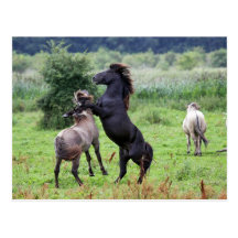 roaring stallions postcard