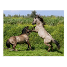 roaring stallions postcard