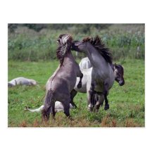 roaring stallions postcards